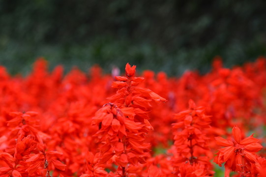 萬紫千紅