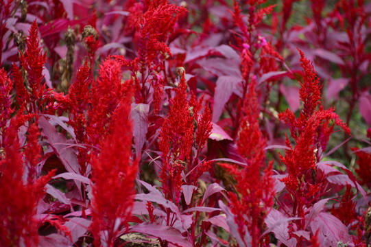 雞冠花
