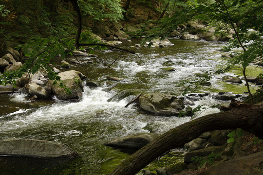 wikdromantische bode