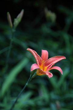 黃花菜