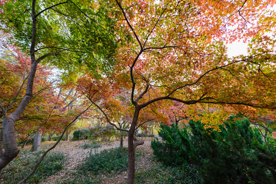 濟南泉城公園 （4）