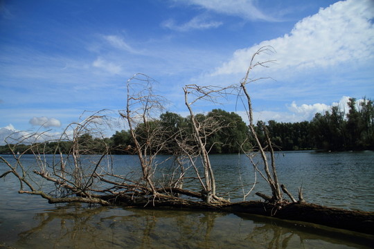 沿著萊茵河洪水泛濫