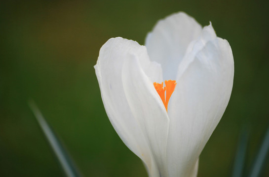 花園