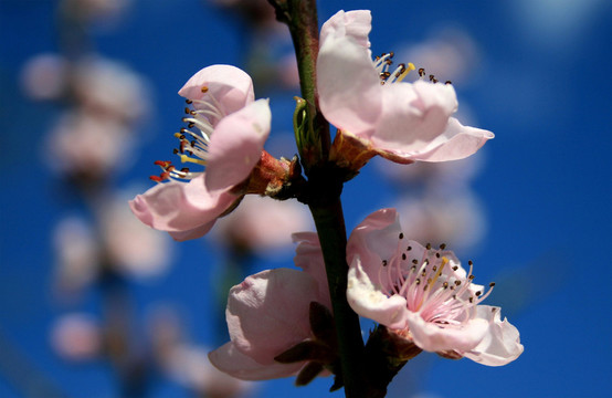 桃花