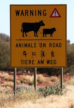 在路上的動物