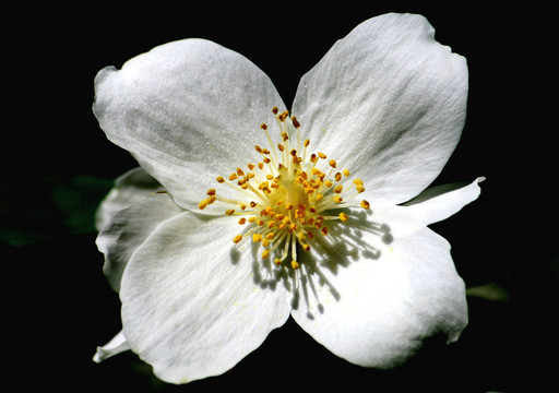 茉莉花