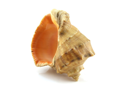 物體