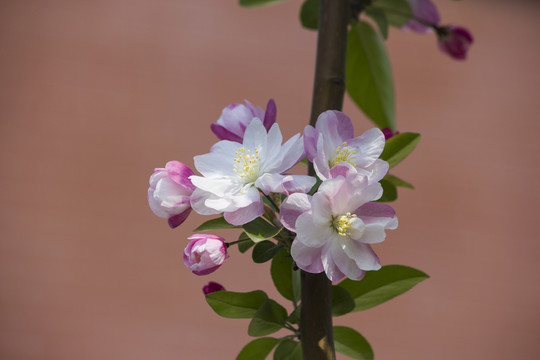 海棠花