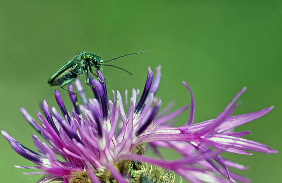 oedemera nobilis
