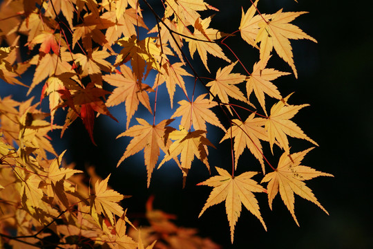 楓樹(shù)在秋天