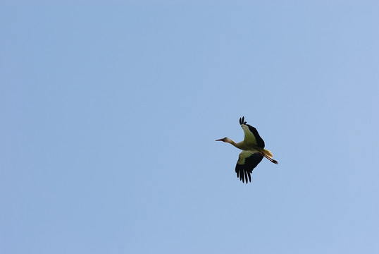 鳥