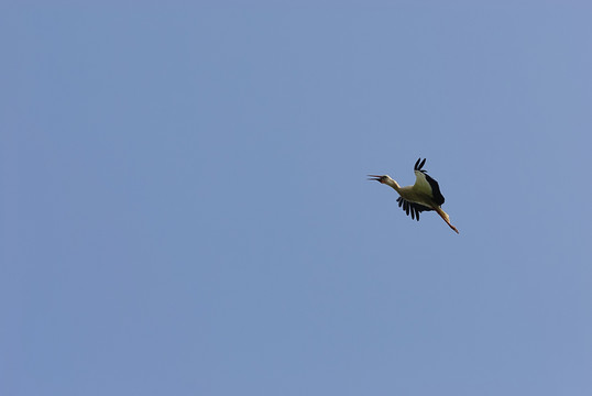 鳥