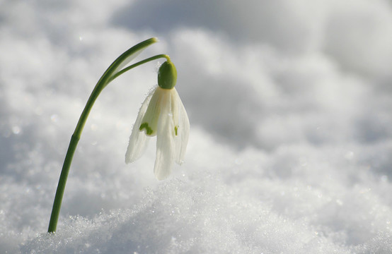 三月雪