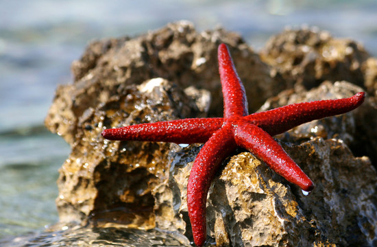 海星