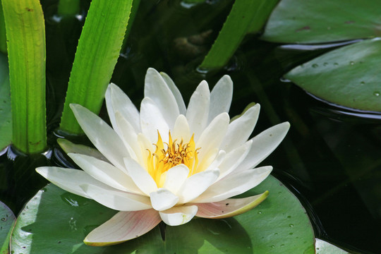 水百合