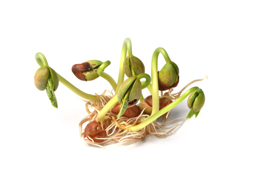 豆芽
