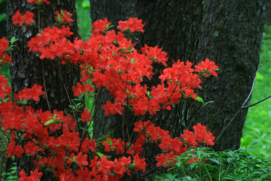 花