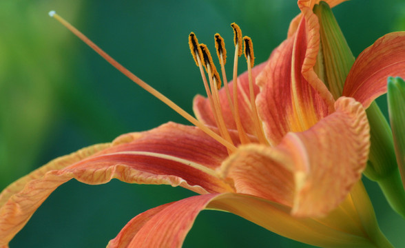 百合花