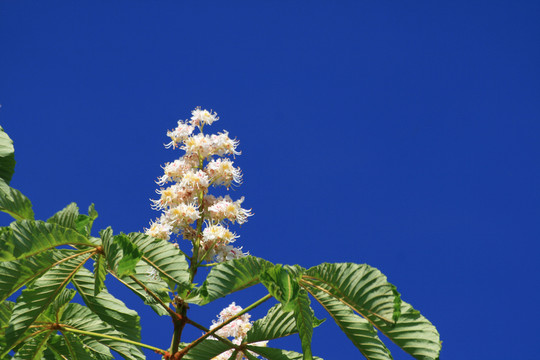 kastanienblüte