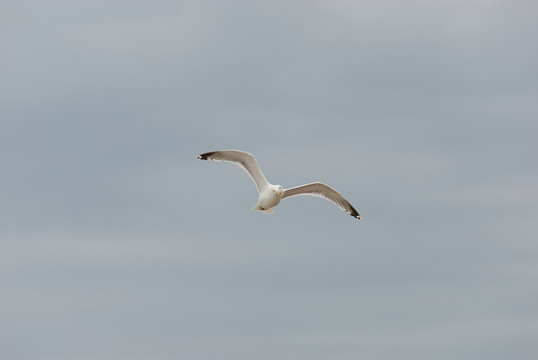 海鷗