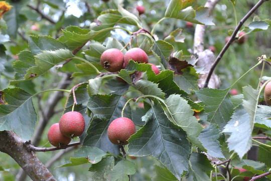 紅山楂 山楂圖片