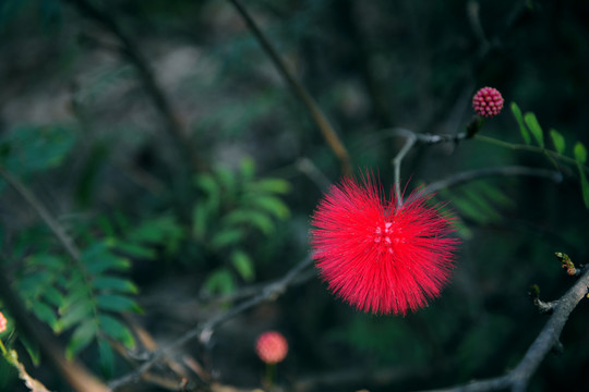 合歡花
