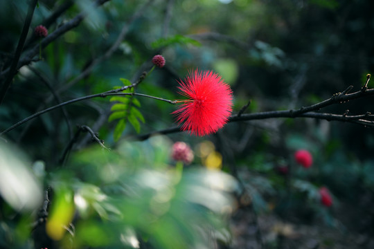 合歡花