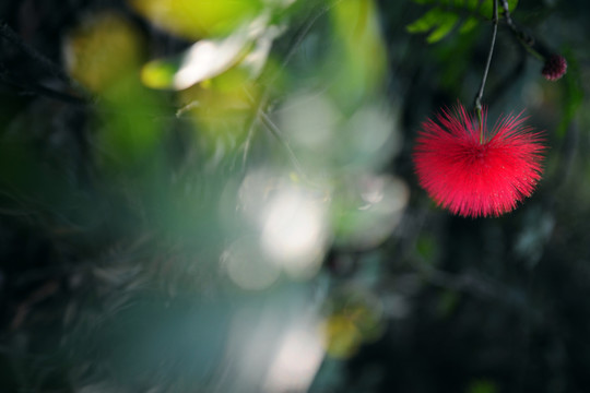 合歡花
