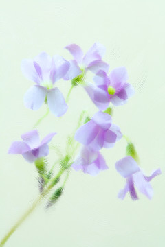 小花   無框