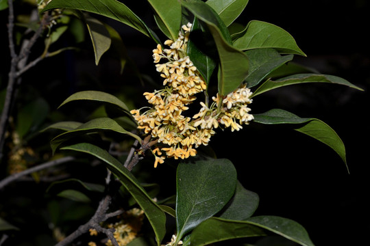桂花 桂花樹