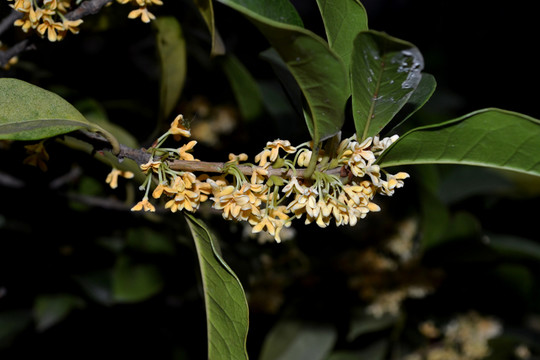 桂花 桂花樹