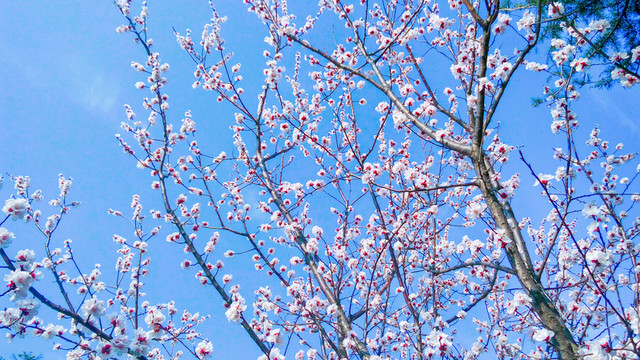 櫻花