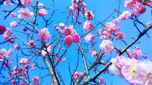 桃花