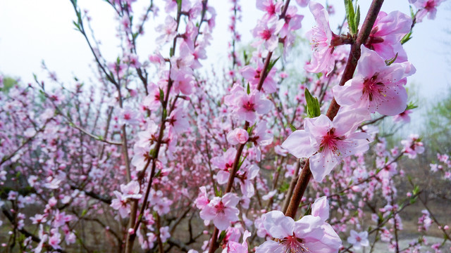 桃花  粉色桃花