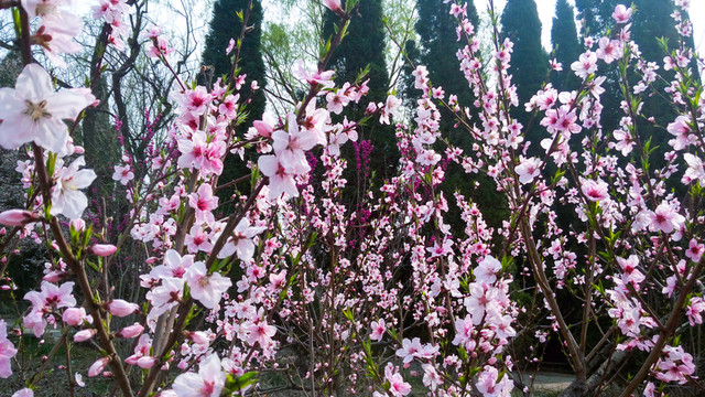桃花朵朵開