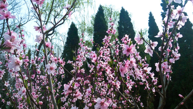 桃花盛開