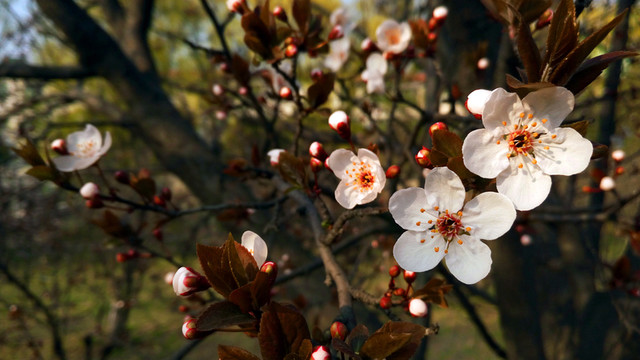李子花