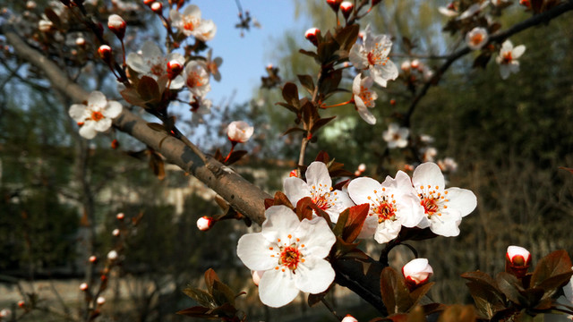 紫葉李 李子花
