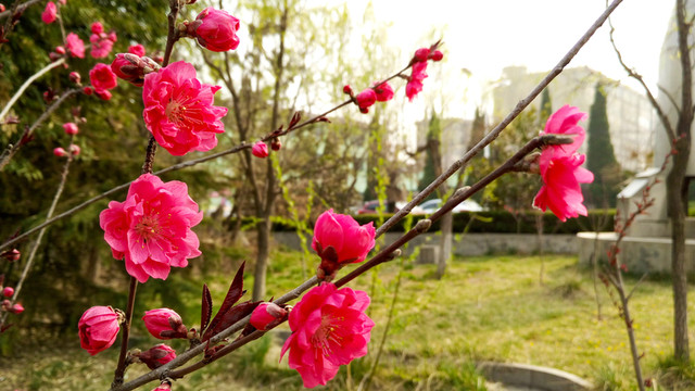 梅花