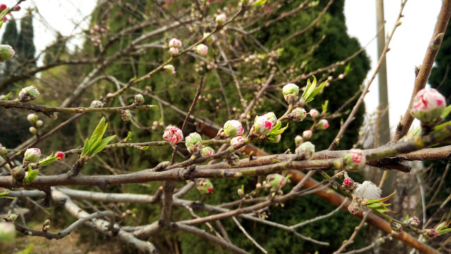 桃樹(shù)發(fā)芽 桃樹(shù)開(kāi)花