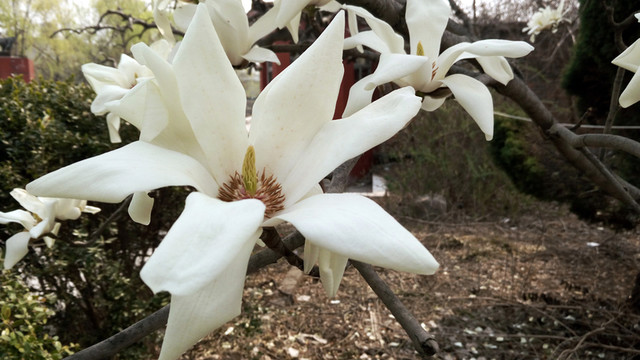 玉蘭園  白玉蘭樹