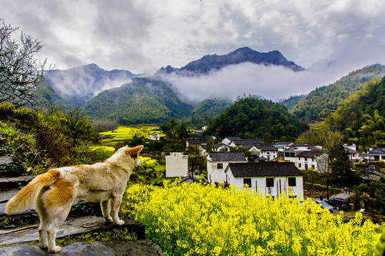 犬