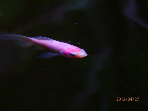 魚