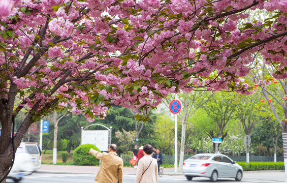 櫻花