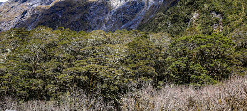 新西兰银蕨密林