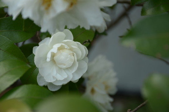 白茶花