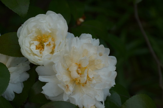 茶花