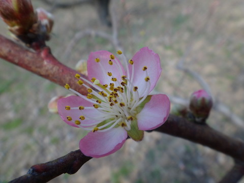 桃花