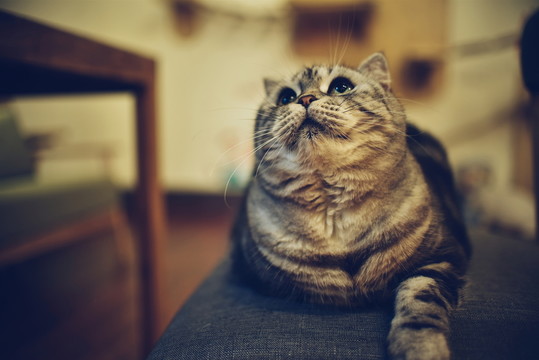 美短虎斑貓