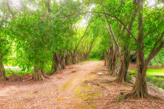 森林小路